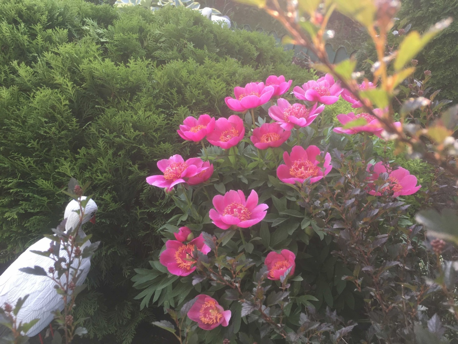 Июнь ае коры килерме?