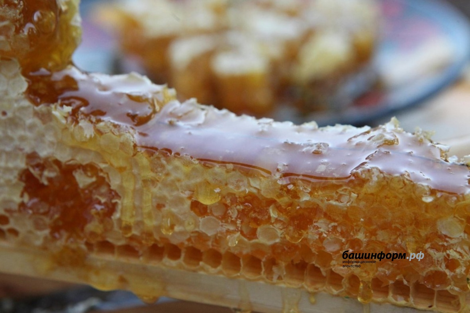 Пчеловодам Башкирии частично компенсируют покупку пчел местной породы и экспертизу мёда