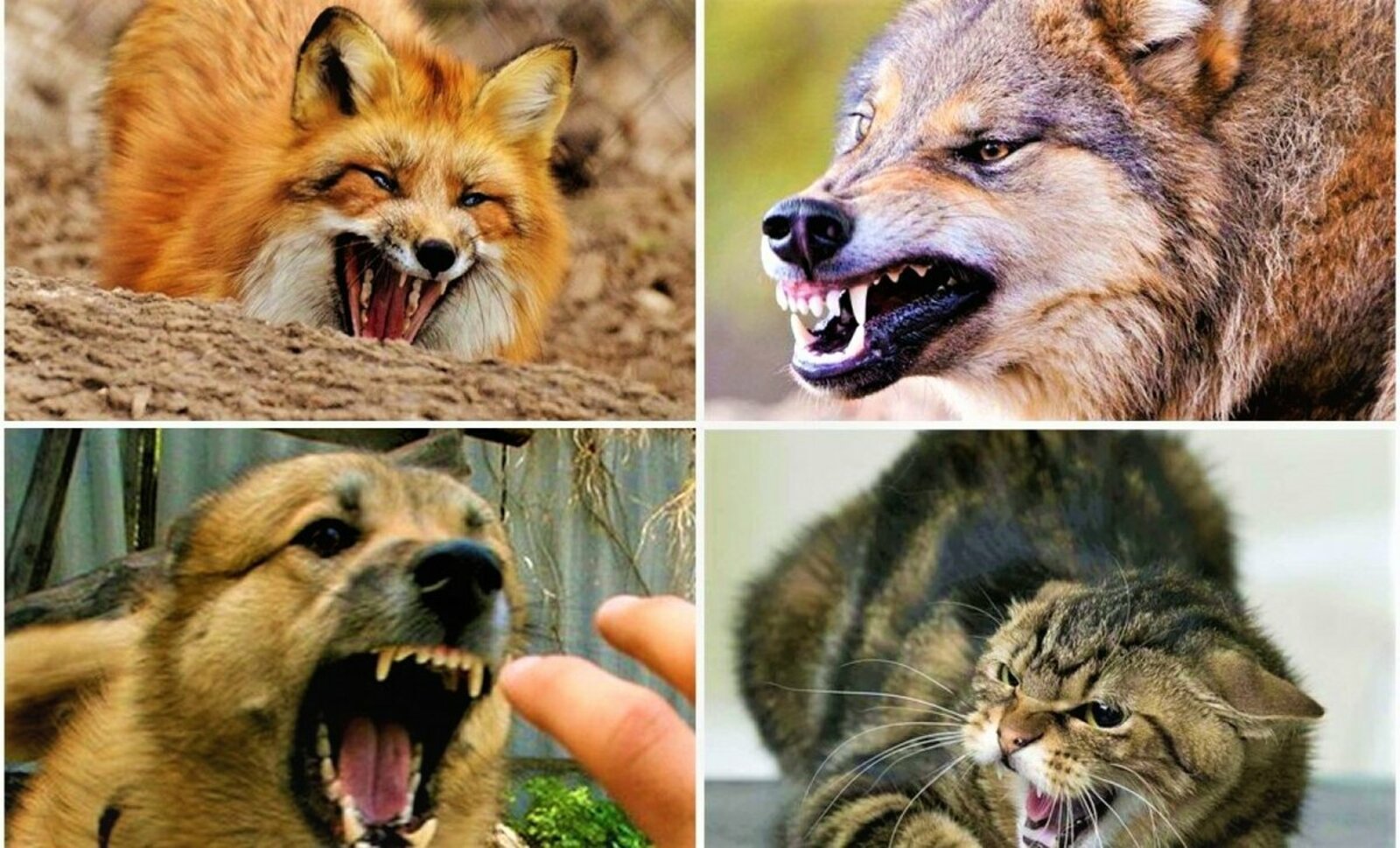 Неизлечимо, но предотвратимо!