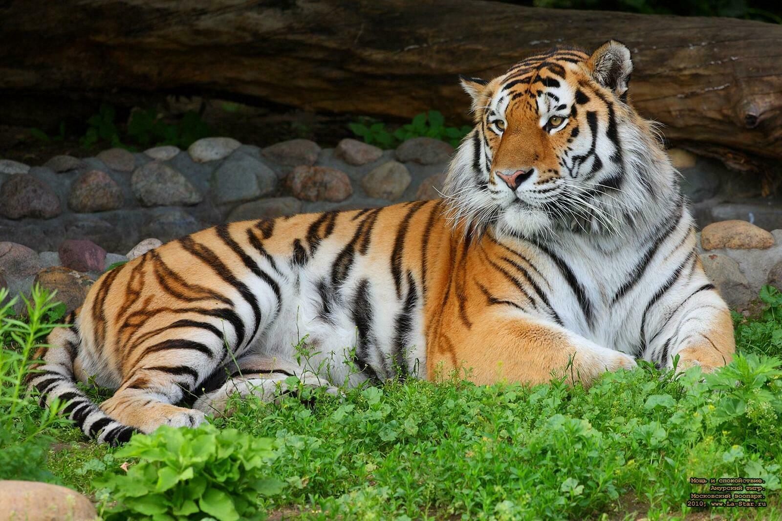 Путин заявил об увеличении численности амурских тигров