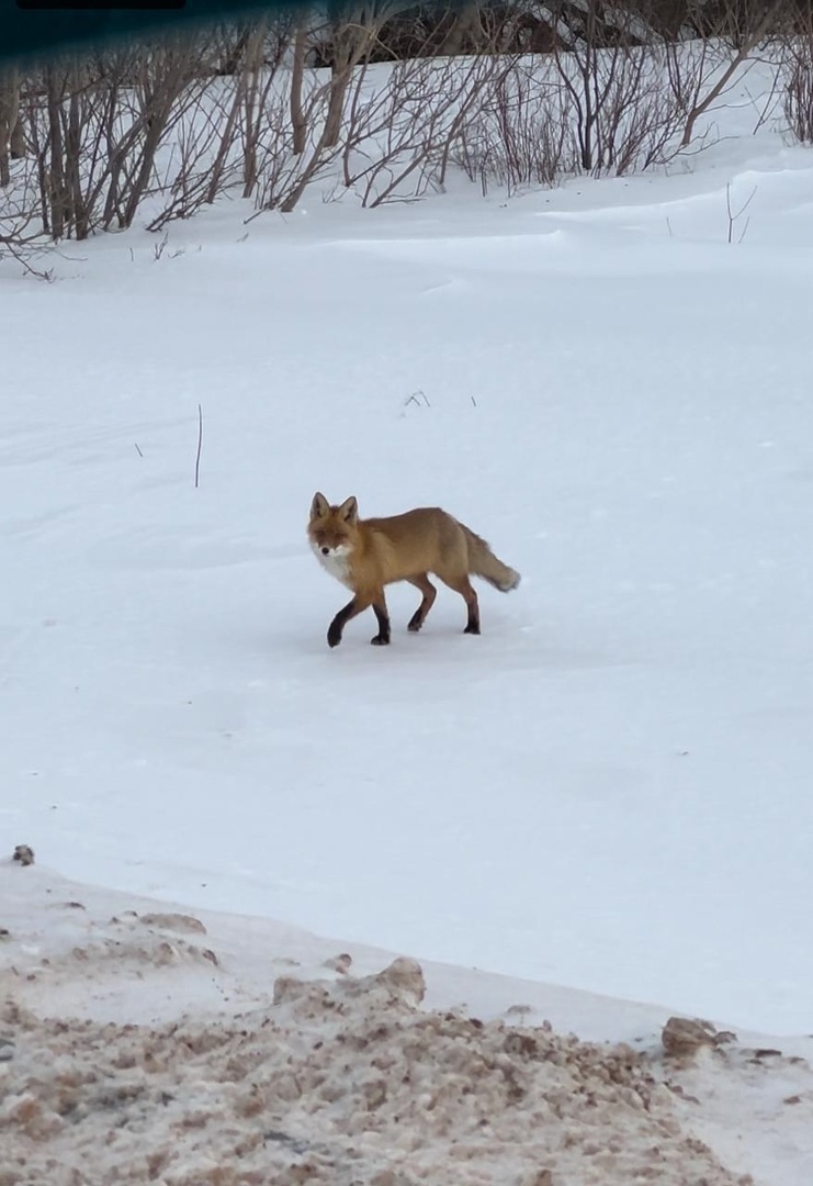 Народные приметы на 9 февраля