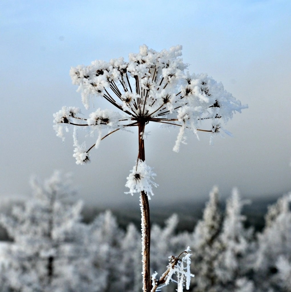 Народные приметы на 17 февраля