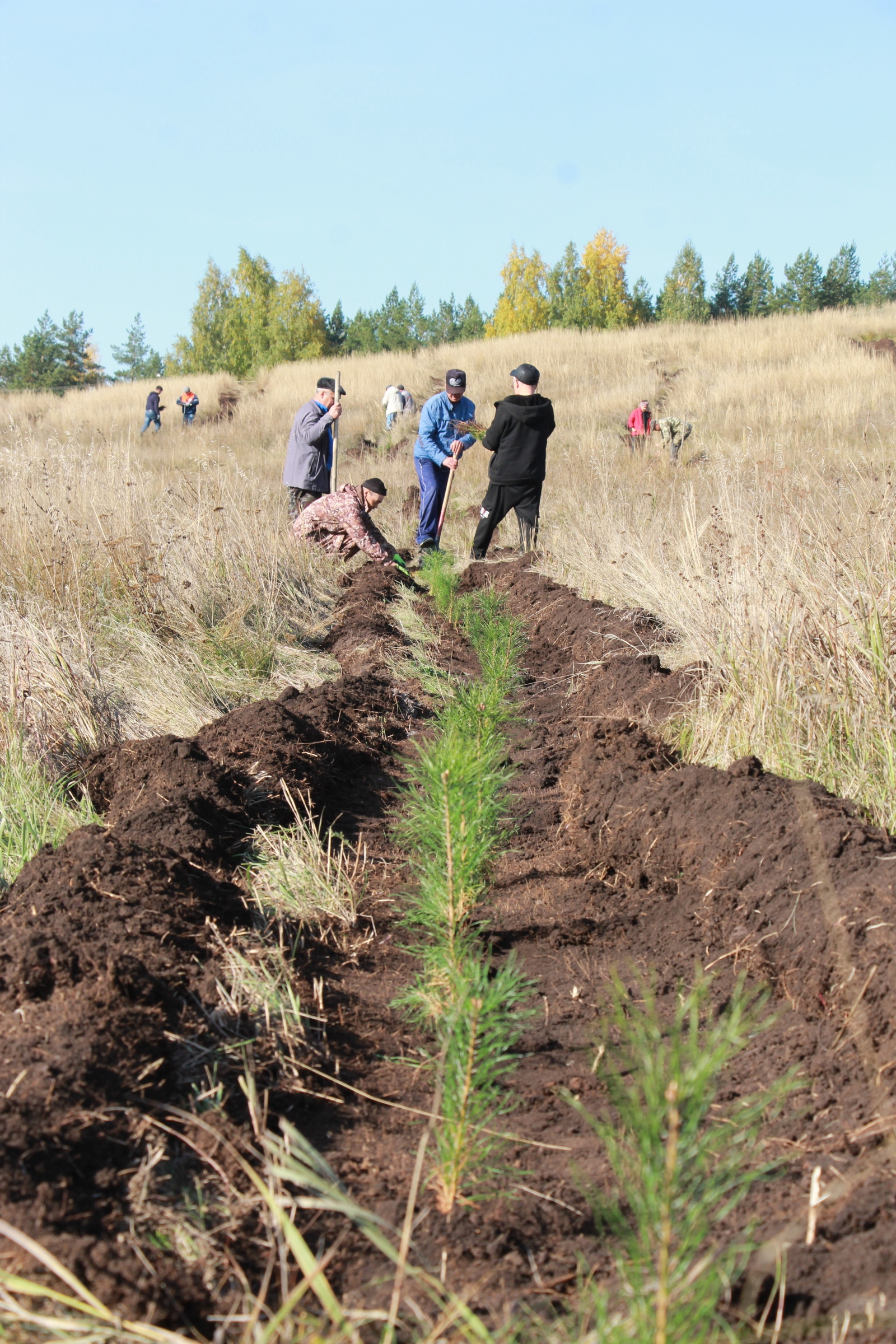 В Башкирии намерены высадить около 49 тыс. деревьев и кустарников