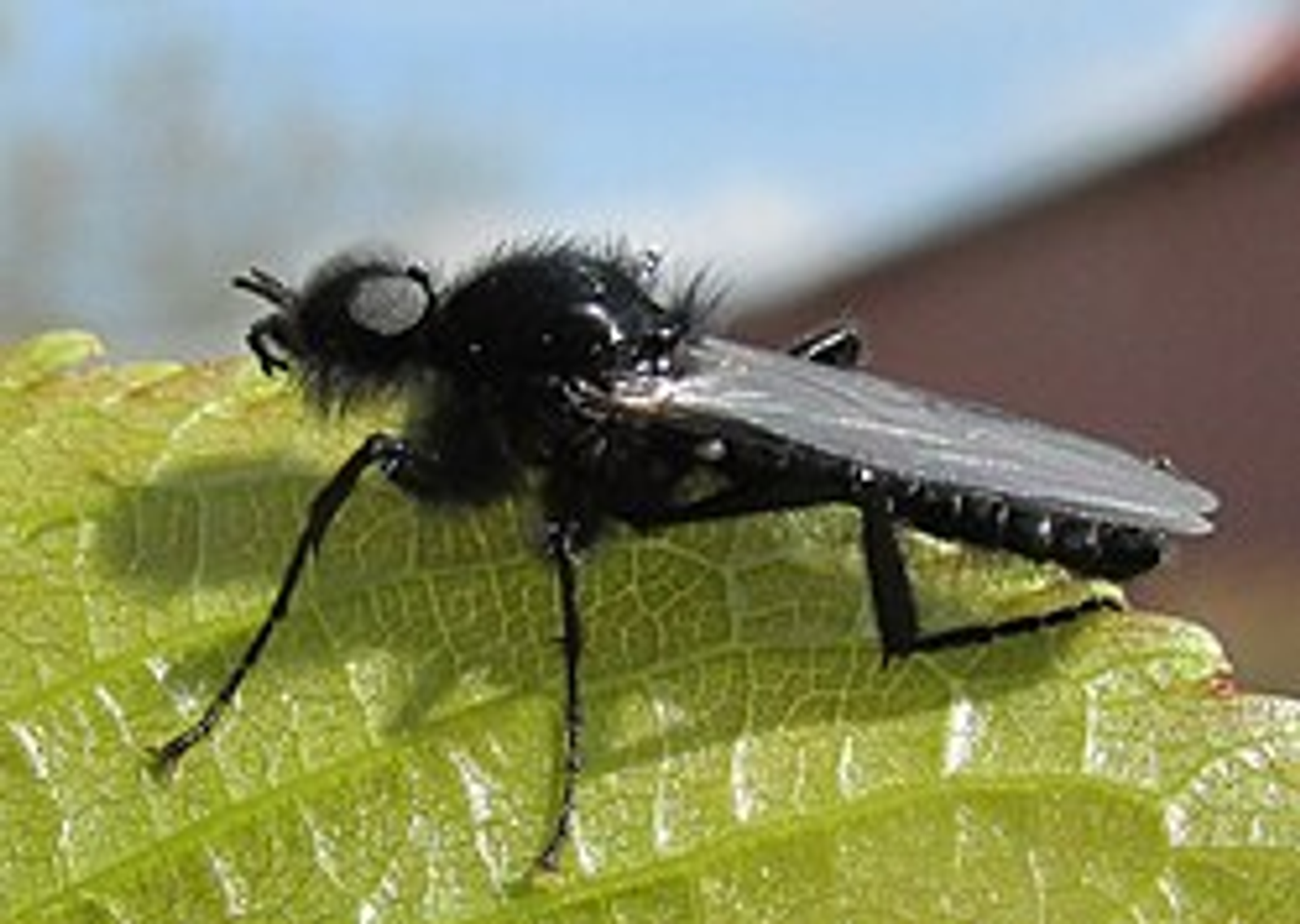 Толстоножка весенняя