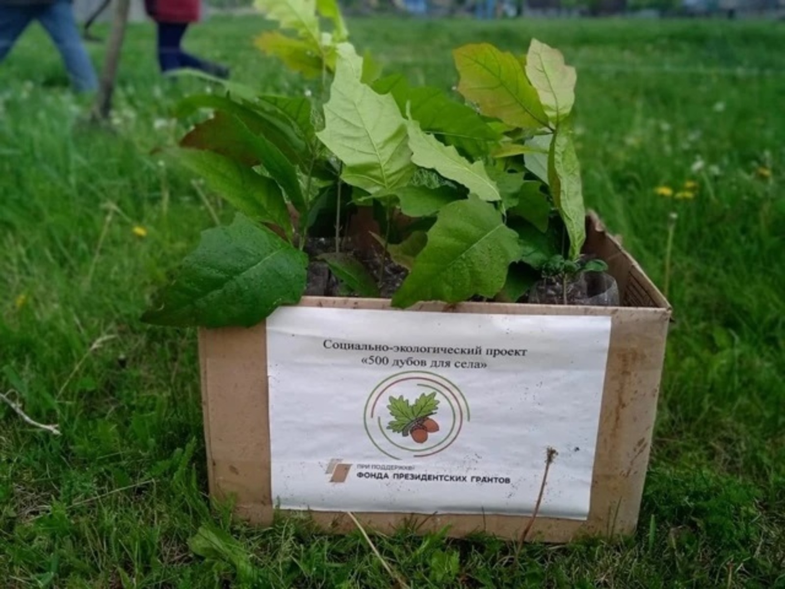 От «500 дубов для села» к «1000 дубов для района»