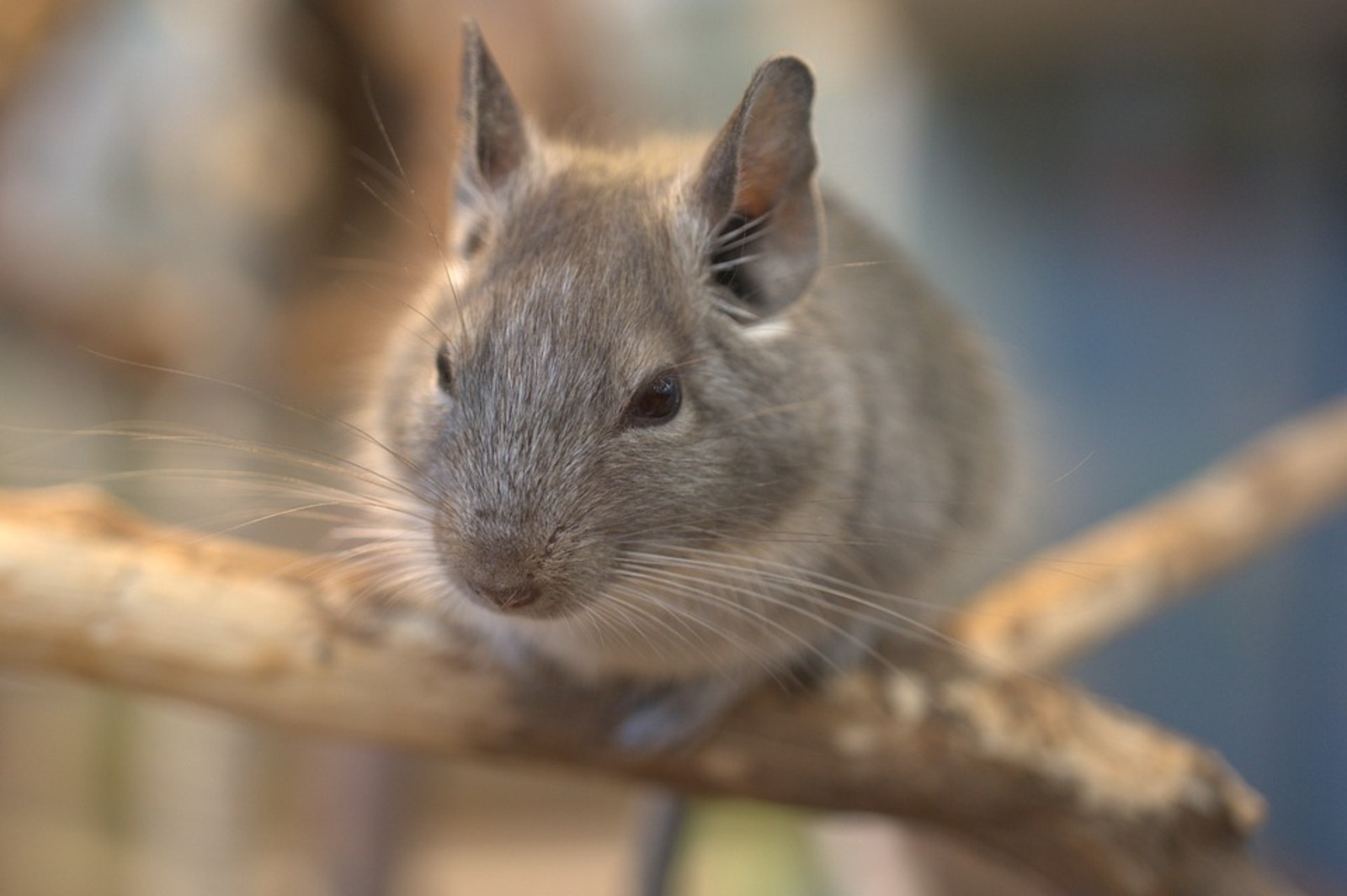Заболеваемость мышиной лихорадкой в Башкирии выросла почти в четыре раза