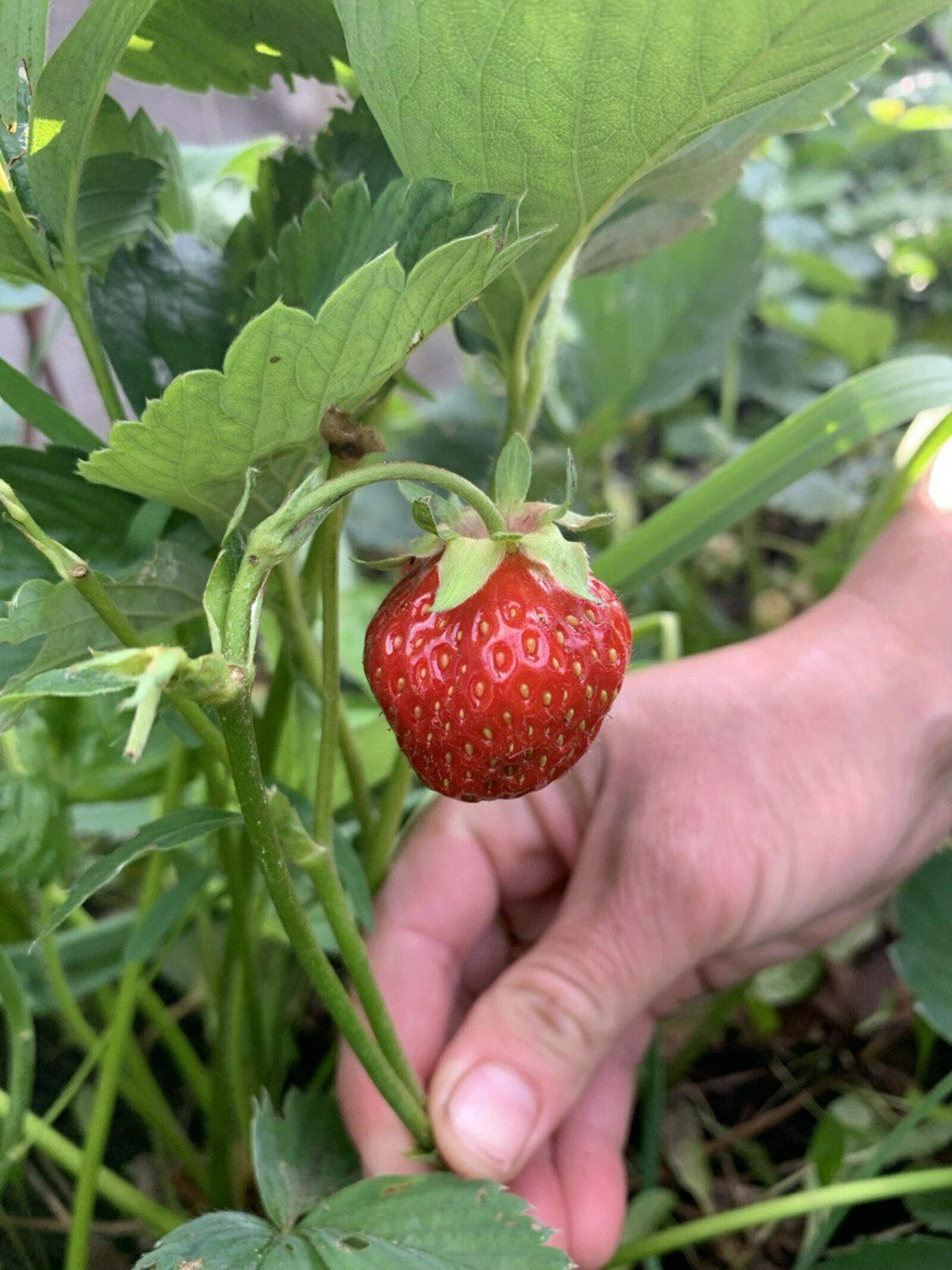 Уход за клубникой после плодоношения