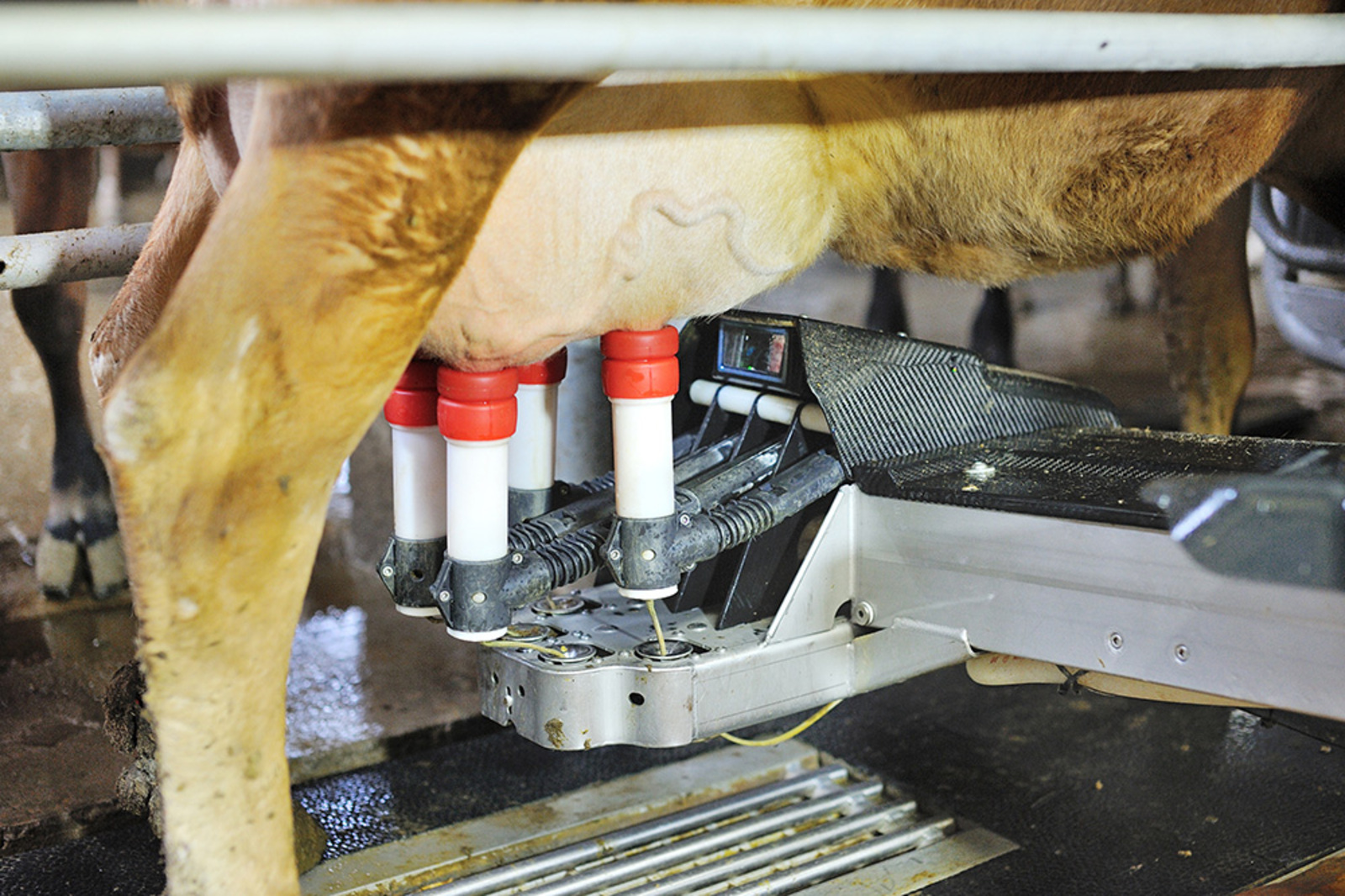 В фермерском хозяйстве коров доят роботы