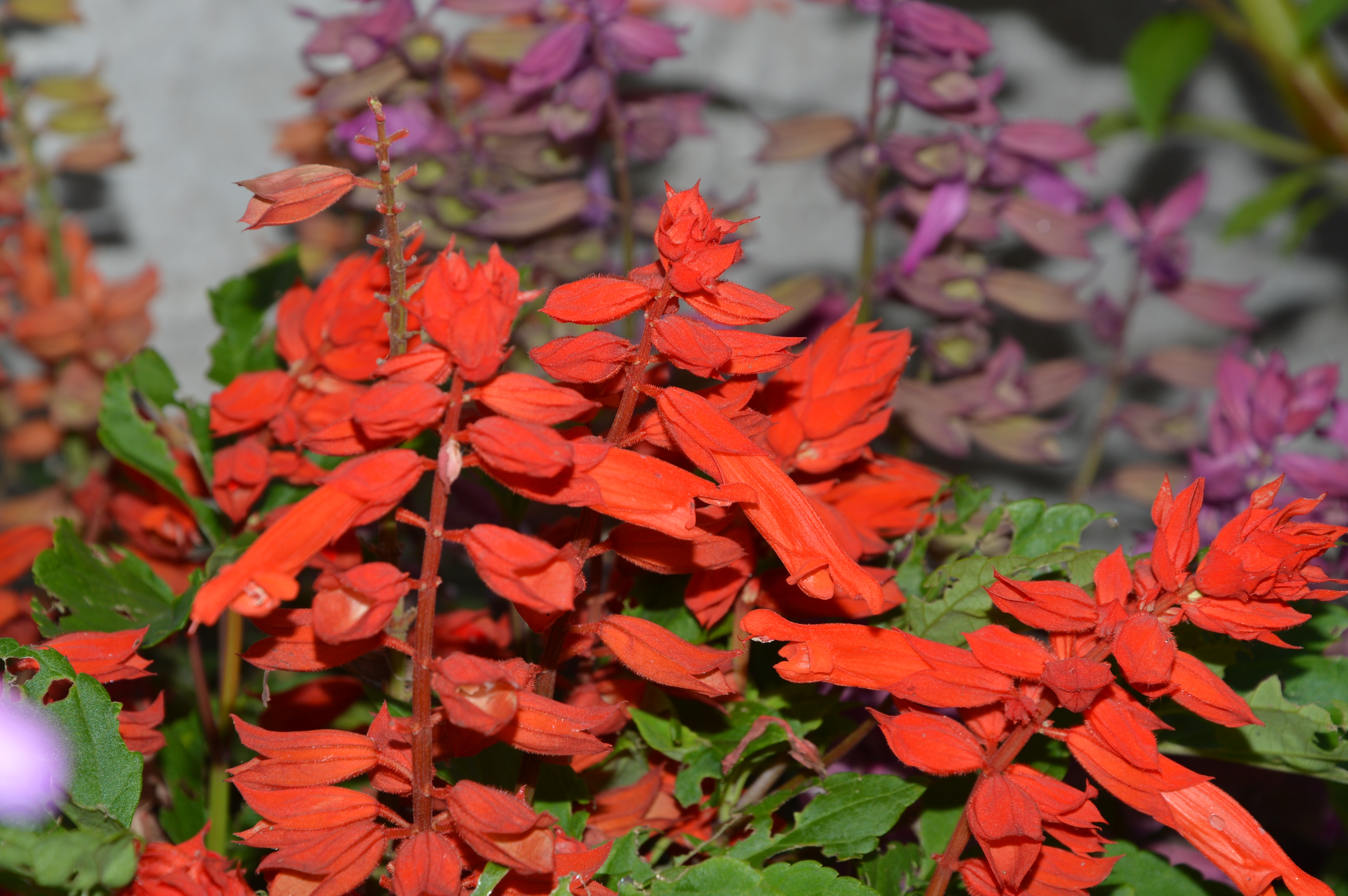 Народные приметы на 30 августа