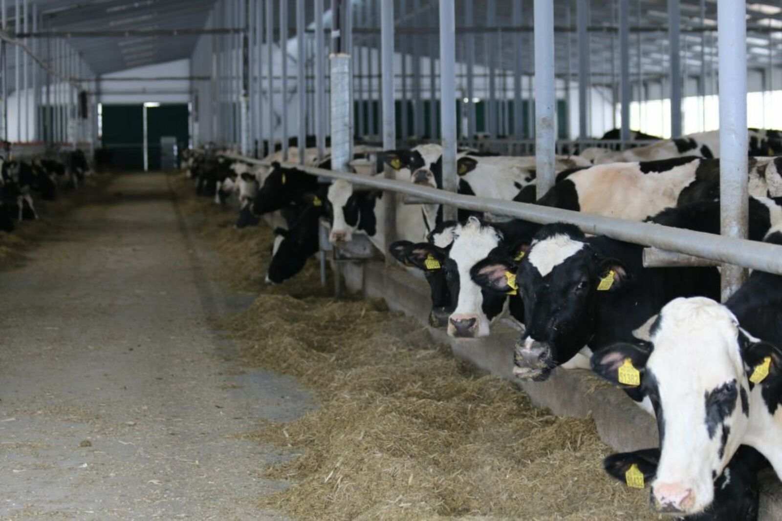 В Башкортостане выросла продуктивность коров в сельхозпредприятиях